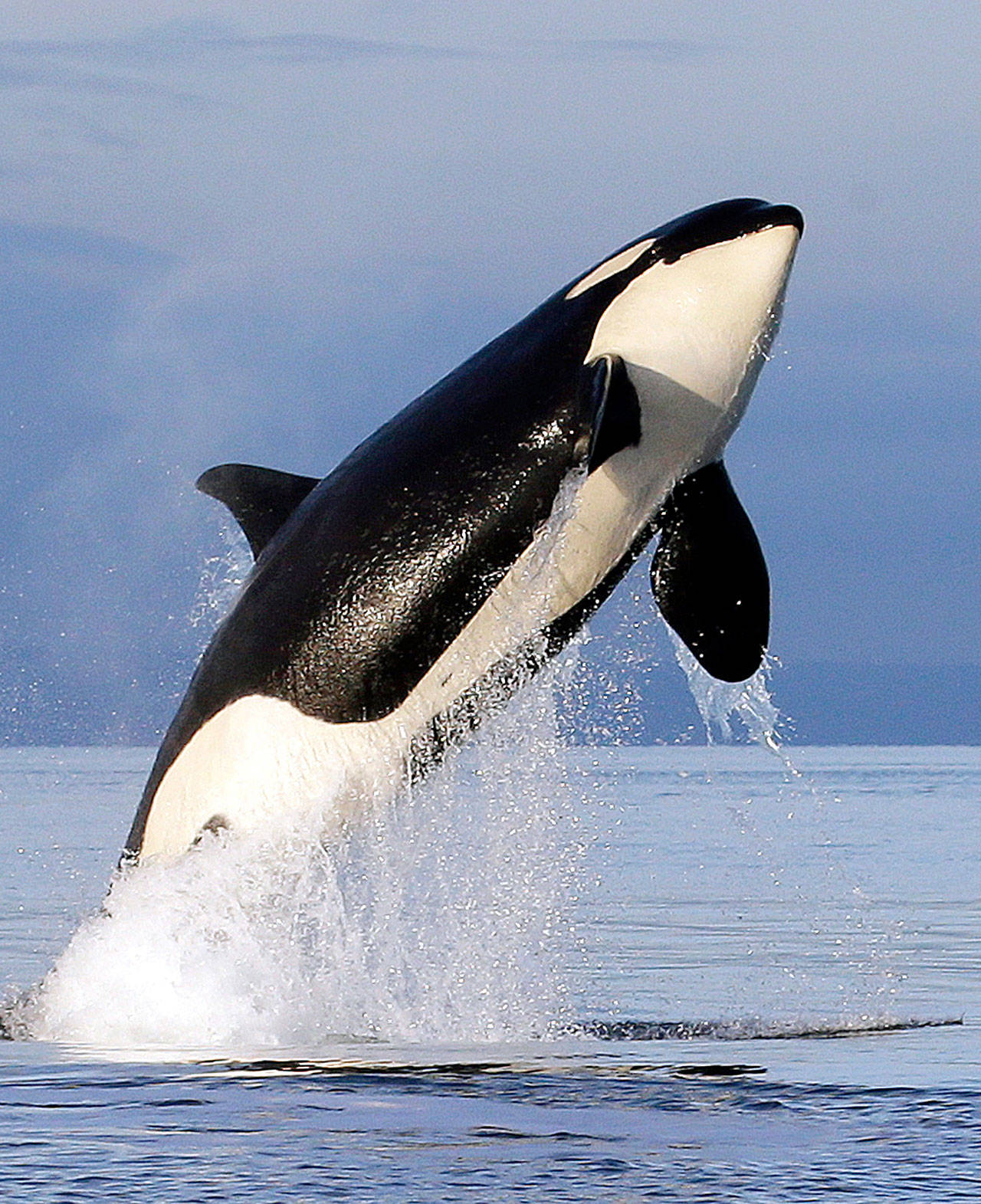 A female orca leaps from the water while breaching in Puget Sound west of Seattle, as seen from a federal research vessel that had been tracking the whale in 2014. Using unique breath samples captured over four years, a new study identifies an array of bacteria and fungi contained in the exhaled breath of the small, distinct population of southern resident killer whales of the northeast Pacific Ocean. (Elaine Thompson / AP file)
