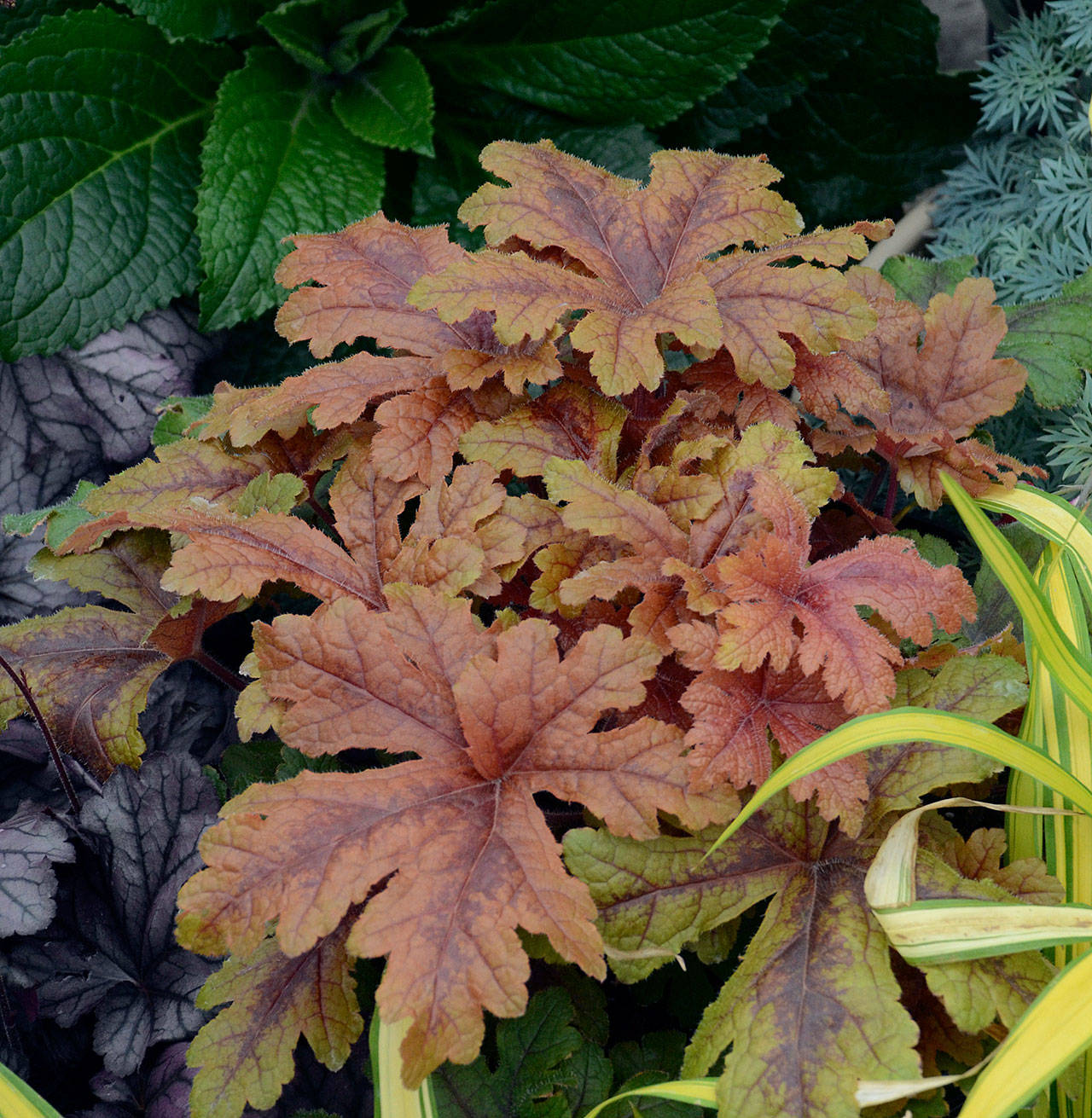 The large lobed leaves of Heucherella “Hopscotch” add a tropical look to the garden. (Proven Winners photo)