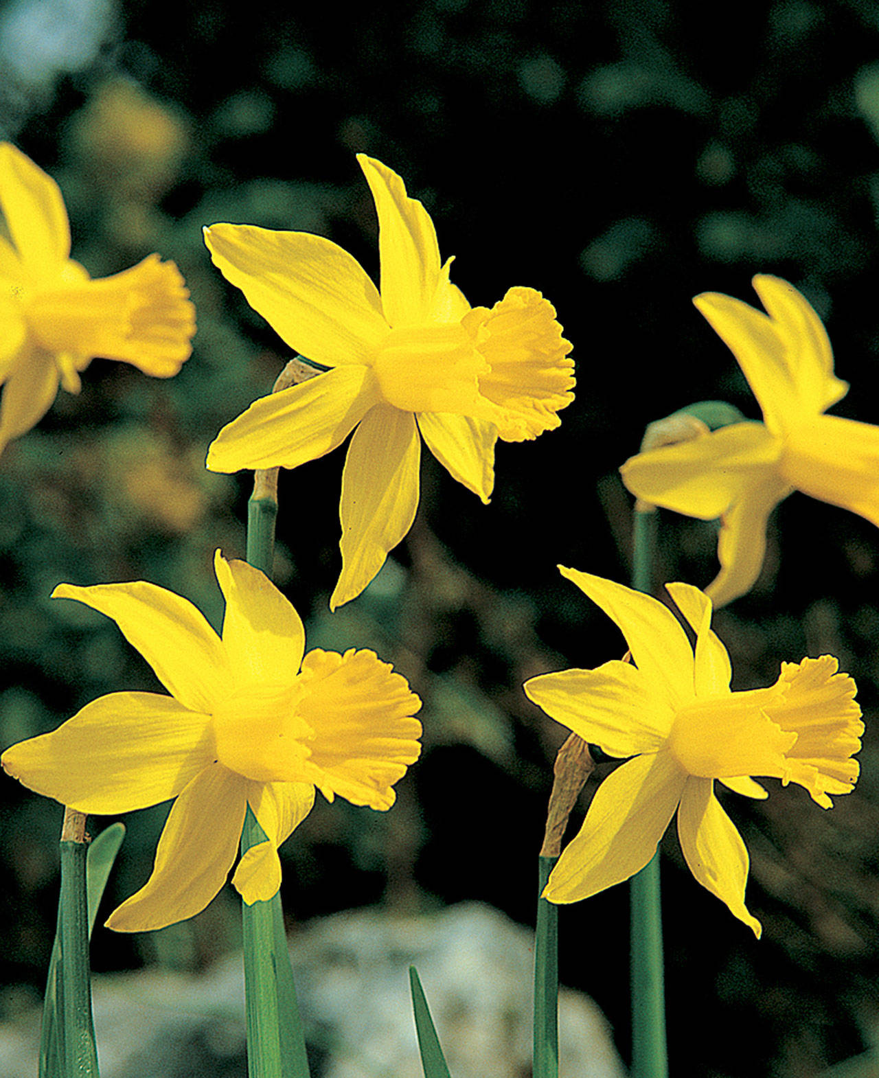 The February gold daffodil is a misnomer for the kind of weather we’ve been having this year. (Richie Steffen photo)
