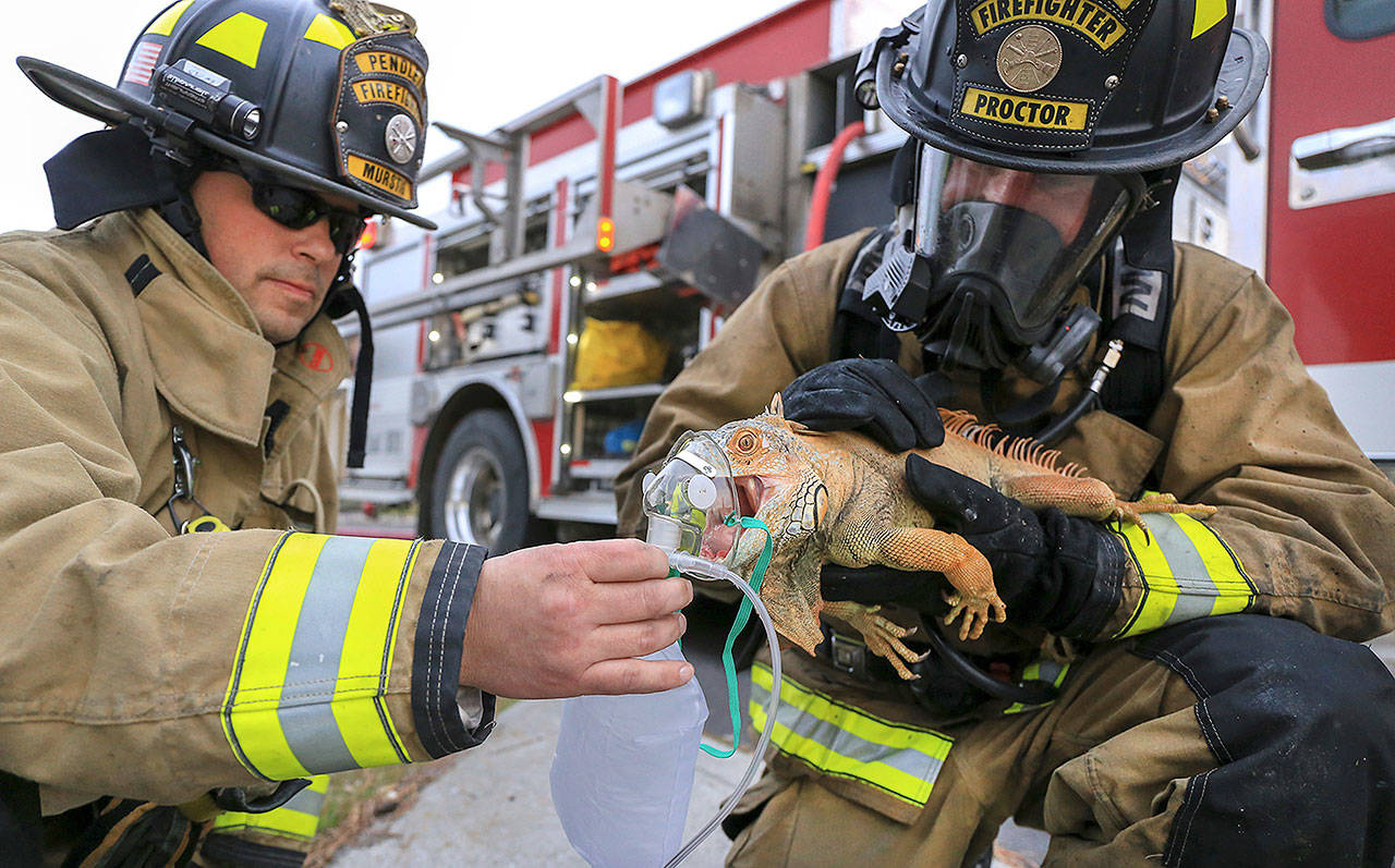 Pendleton firefighter/paramedics Craig Murstig (left) and Marc Proctor give first-aid oxygen to an iguana rescued from a burning house Friday in Pendleton, Oregon. (Kathy Aney / East Oregonian via AP)