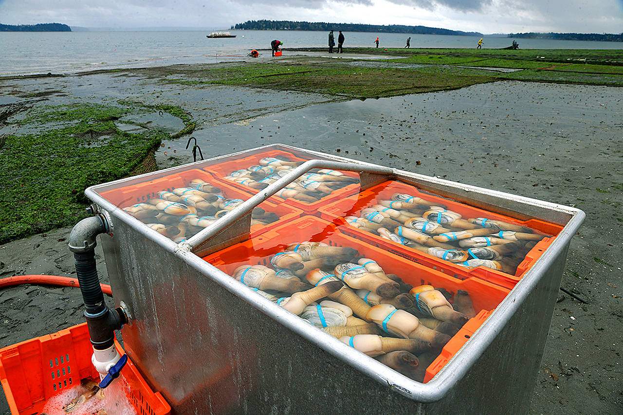 Geoducks are kept fresh in seawater before being transported after being harvested for Taylor Shellfish Farms near Harstine Island in 2015. Environmentalists are worried about the effect President Donald Trump’s proposed budget cuts will have on Puget Sound. (AP Photo/Ted S. Warren, file)