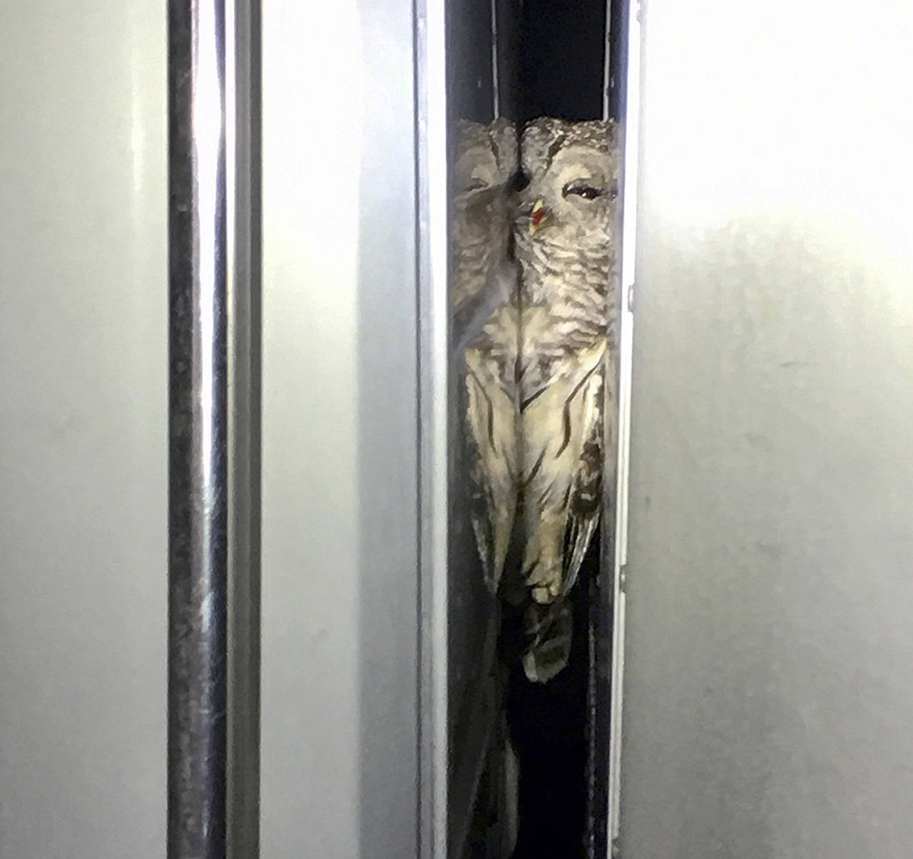 In this March 2017 photo, a barred owl is lodged between the cab and the cargo hold of a truck after it was hit and became trapped there while he was traveling earlier this month from Massachusetts to New Hampshire. The owl is being treated at a rehabilitation center in New Hampshire and is expected to recover. (Will Sword via AP)