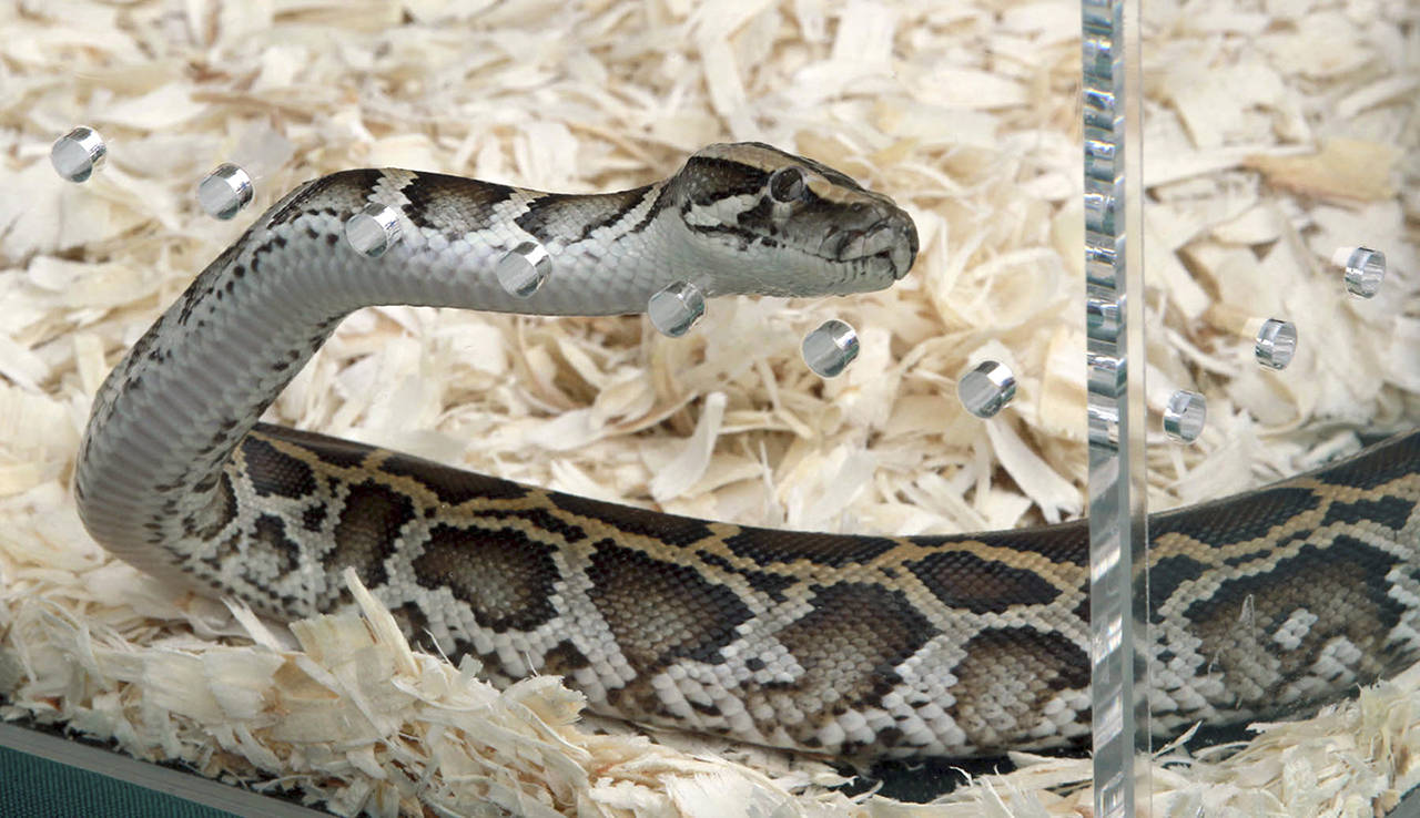 This 2013 photo shows a Burmese python being displayed at the python hunt awards ceremony presented by the Florida Fish and Wildlife Conservation Commission, at Zoo Miami. (Peter Andrew Bosch /Miami Herald via AP)