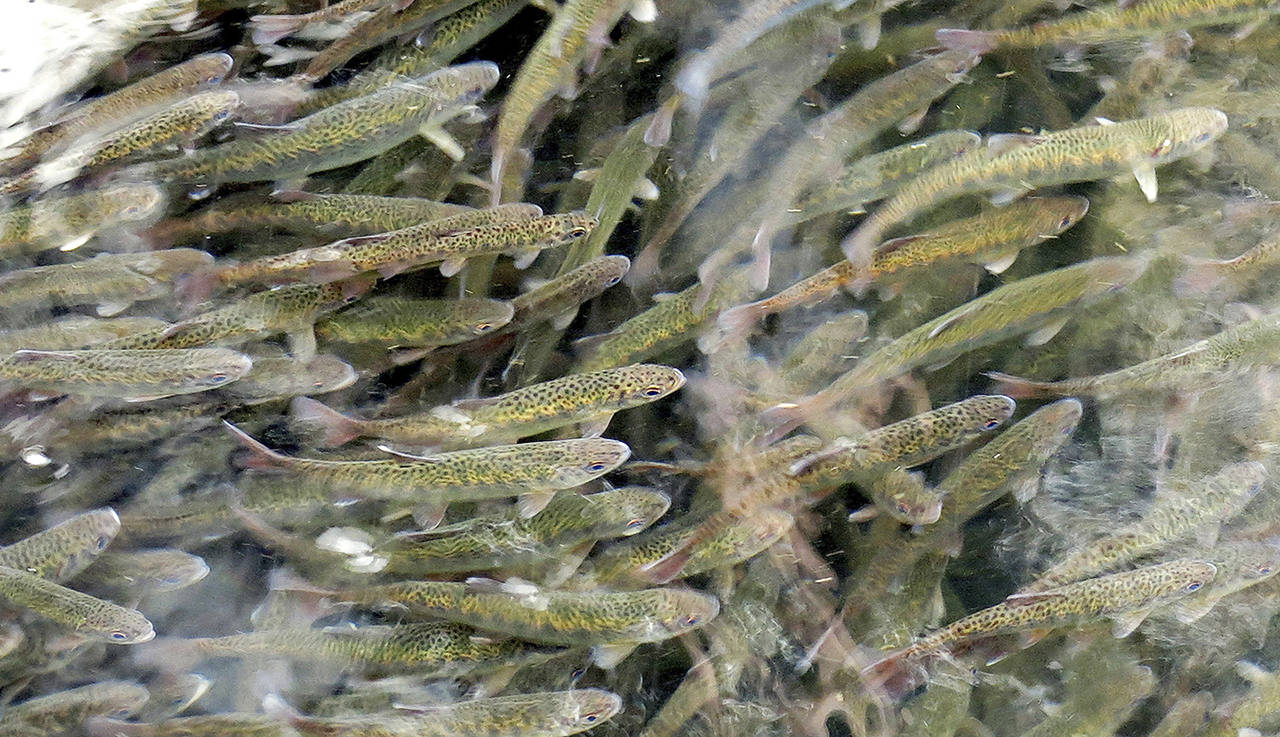 In this March 8 photo, juvenile coho salmon swim swim in a holding pond at the Cascade Fish Hatchery in Cascade Locks, Oregon. (AP Photo/Gillian Flaccus)