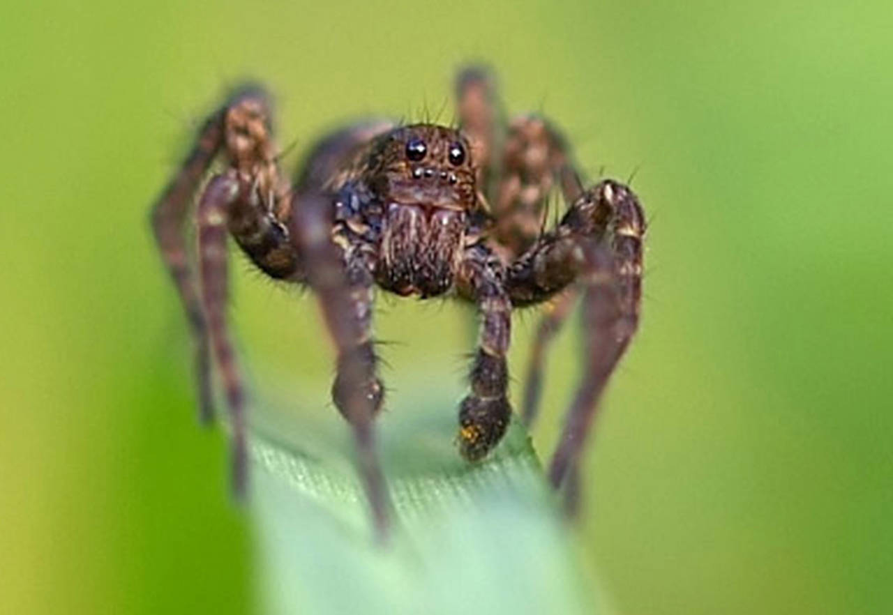Wolf spiders do not produce a web. Instead, they stand still and wait for prey to pass by and then lunge on them. (Orest Shvadchak / Ohio Dept. of Natural Resources)