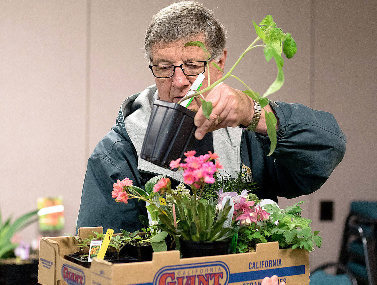 Rudy Schleusner adds a Brandywine tomato plant in his selections at a plant sale at Trinity Lutheran Church last year in Lynnwood. (Andy Bronson / Herald file)