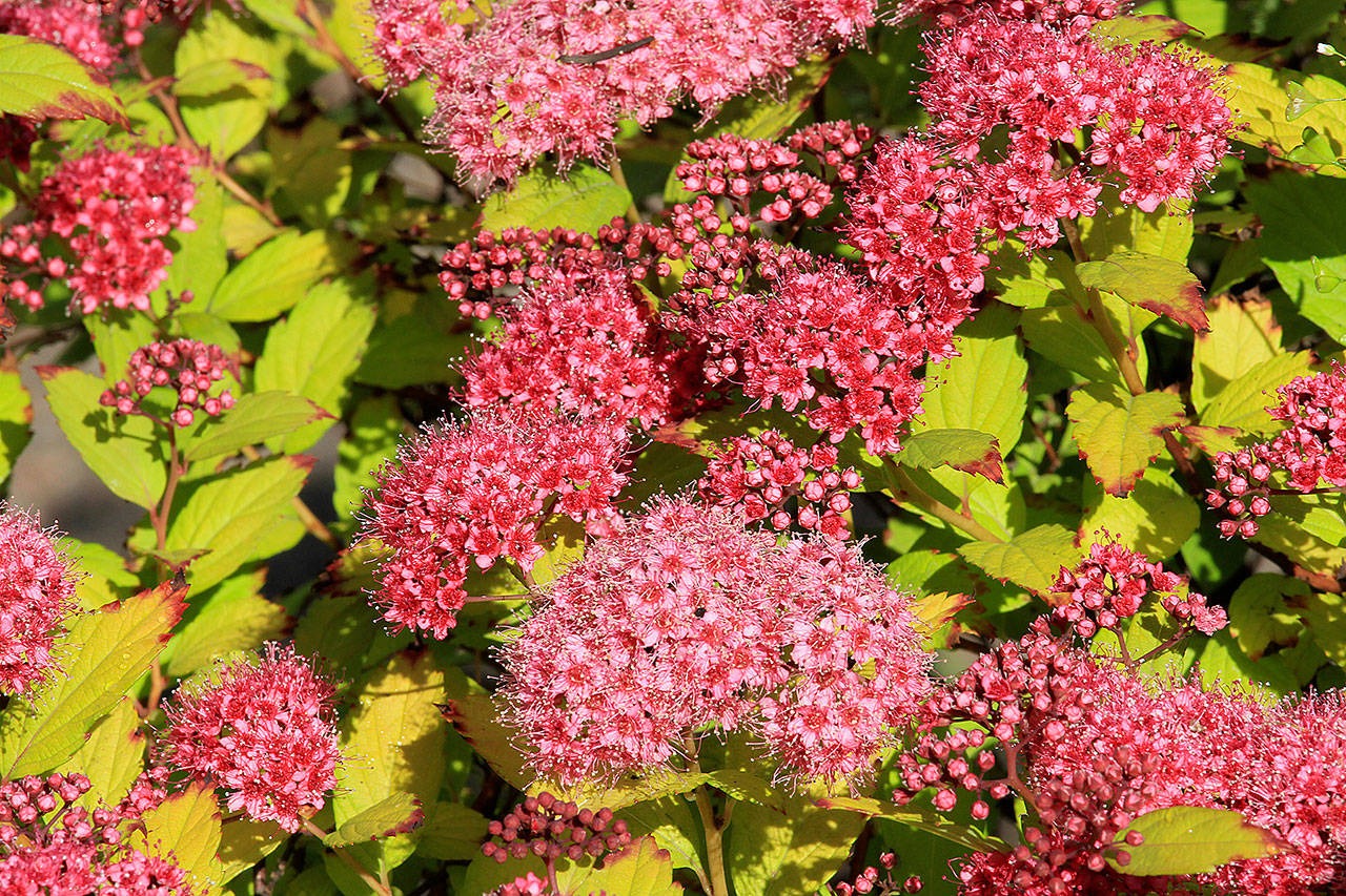 Are you looking to create a wildlife backyard habitat? Try planting magic carpet spirea, a native plant that is beneficial to butterflies. (Pam Roy photo)