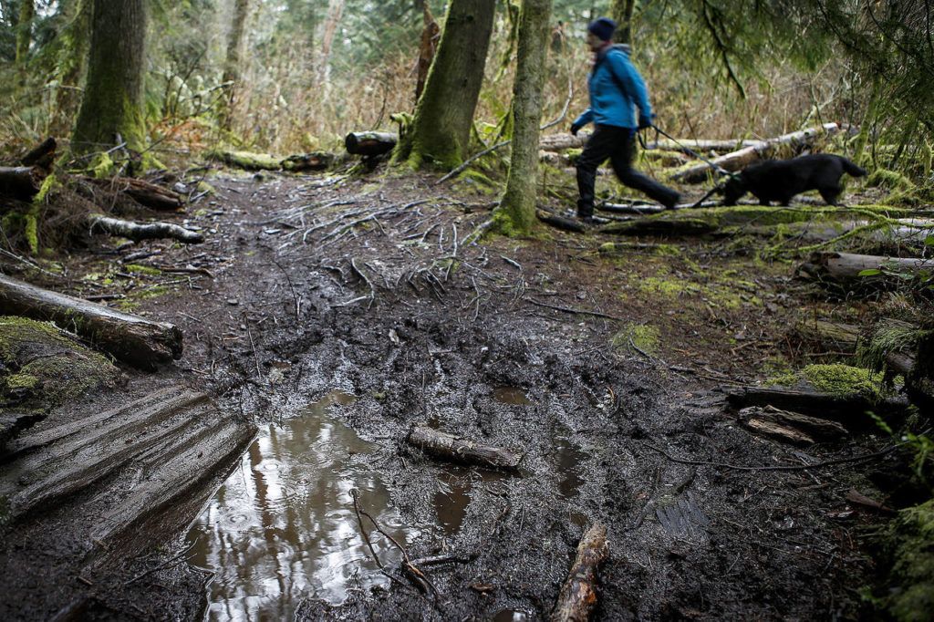 Footprints and mountain bike tire tracks are seen on a waterlogged trail at Lord Hill Park as Shelley Earing walks her dog, Luna. (Ian Terry / The Herald)
