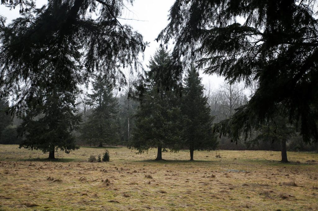 With 105 acres of undeveloped land, Wellington Hills in Woodinville is a rare commodity in a region growing rapidly. (Ian Terry / The Herald)
