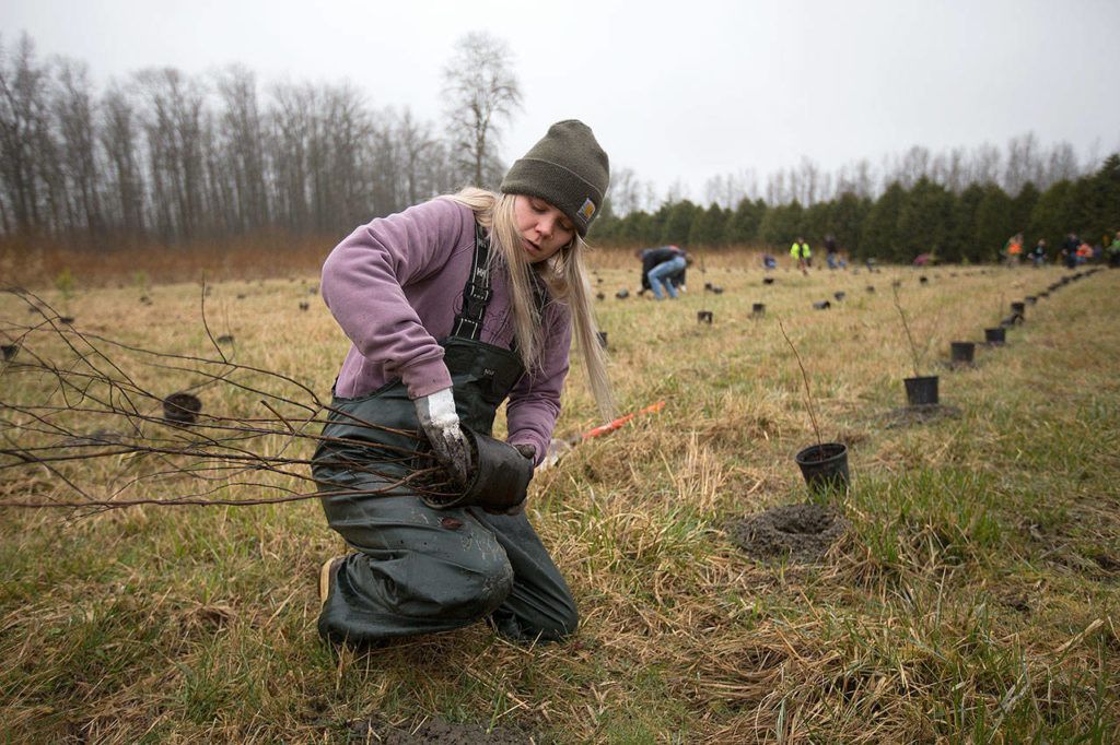 Amanda Summers, a Fish and Wildlife technician with the Stillaguamish Tribe, pulls a tree out from a planter as she and other volunteers marked Billy Frank Day by planting around 500 trees along the Stillaguamish River on Thursday in Arlington. (Andy Bronson / The Herald)
