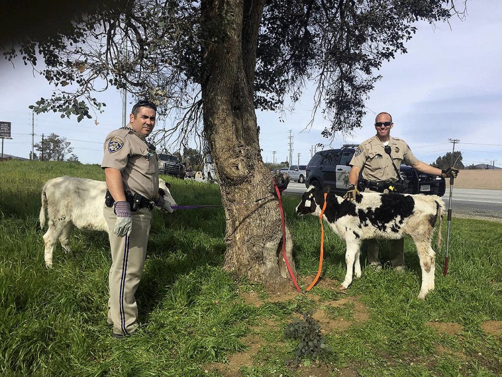 This March 4 photo shows CHP Officers Scott Beauchene (left) and Aaron Pollya with cows they found a Honda Civic along the side of an interstate highway in Baumont, California. (CHP-San Gorgonio Pass via AP )
