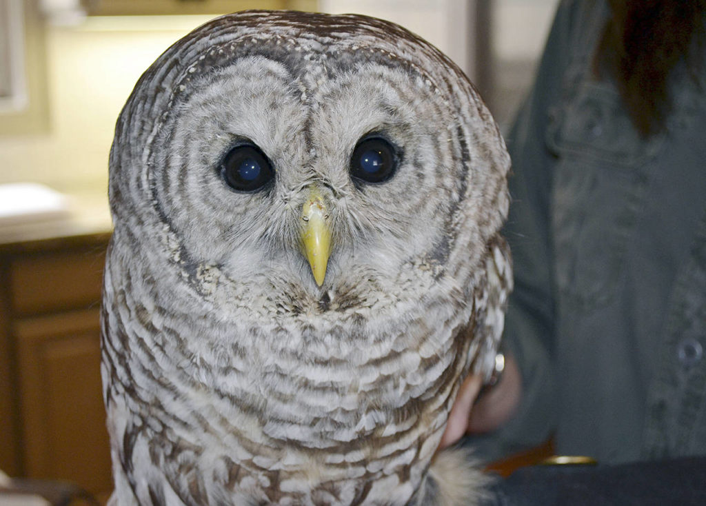 In this March 29 photo, Jane Kelly, owner of On the Wing, in Epping, New Hampshire, holds the barred owl that is recovering there after being hit by a truck and becoming lodged between the cab and the cargo hold. (AP Photo/Michael Casey)
