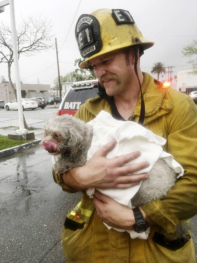 In this March 21 photo, Santa Monica firefighter Andrew Klein holds Nalu, the dog in Santa Monica, California, that he spent minutes giving mouth-to-snout resuscitation to after pulling the pooch from a burning apartment. (Crystal Lamirande via AP)