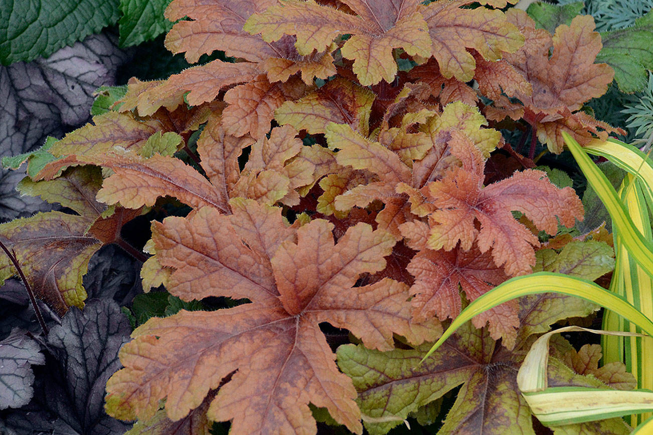 Plant of Merit: Heucherella ‘Hopscotch’