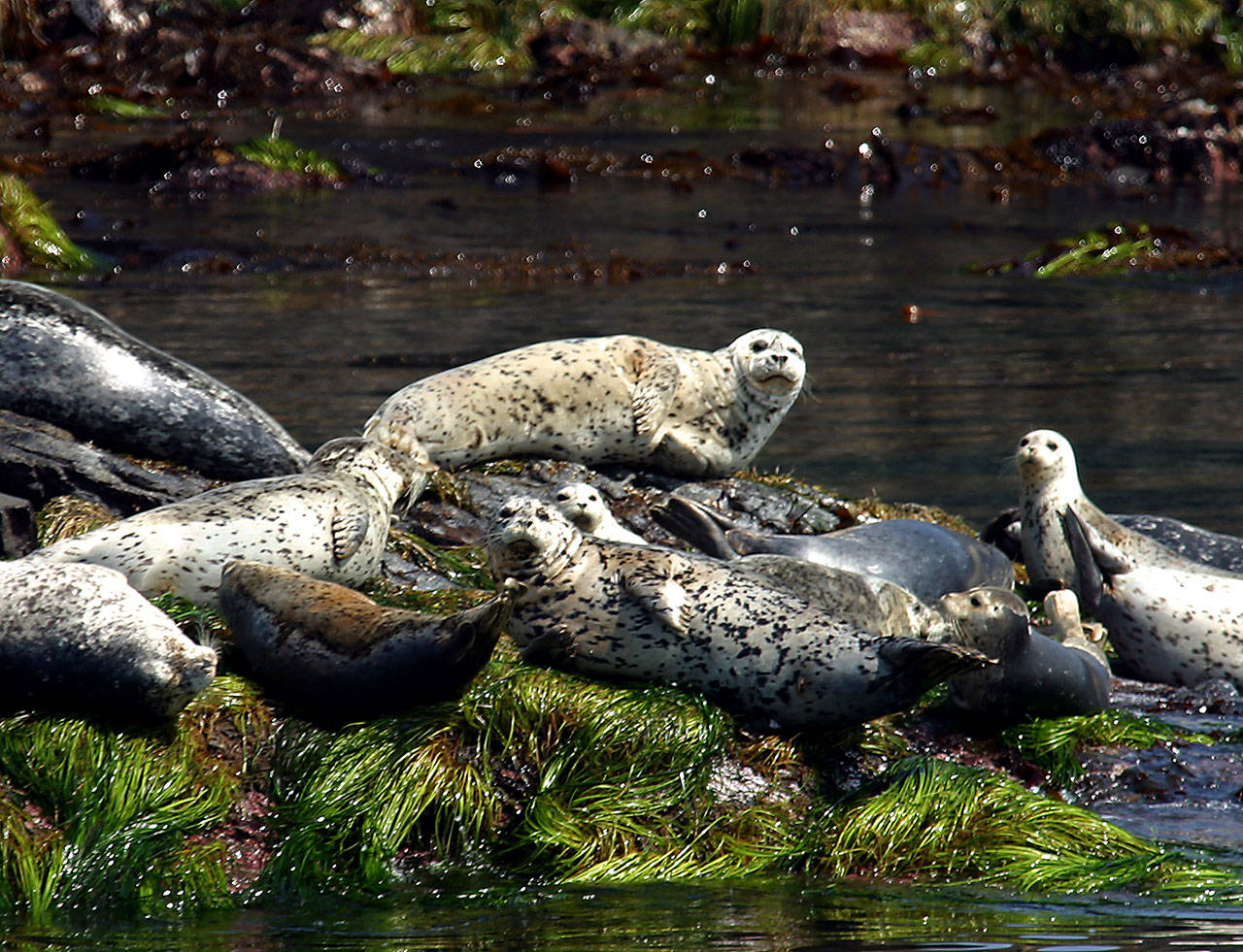 Harbor seals watch a tour boat cruise by as they lounge off the southern coast of Lopez Island in June 2003. The San Juan Island National Monument, which protects federal lands on the islands, could be reviewed for possible changes under an executive order that President Trump is expected to sign today. (Chris Goodenow / Herald file photo)