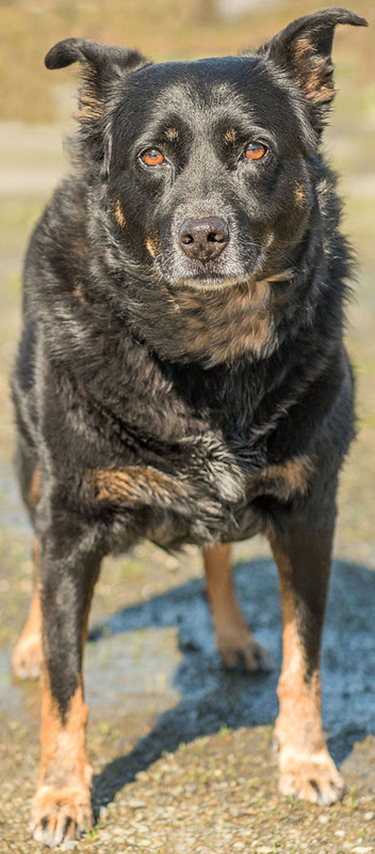 Hannah is looking for a home with no other animals. She does not like to share her home with other animals but should be OK out on walks, hikes or any other outdoor activity as long as she is properly supervised. She will not be able to go to dog parks. She has never lived with kids but should do OK with dog savvy kids over 10 years old. She loves to cuddle with her people and knows a few commands. (Curt Story/Everett Animal Shelter)