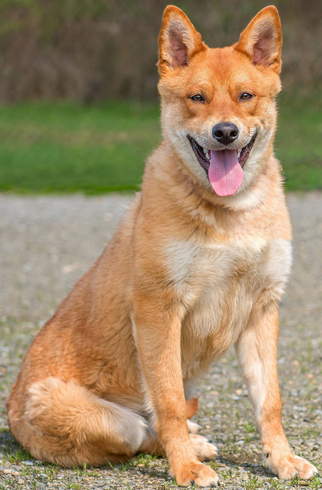 Huxley is a young dog in need of training and lots of exercise. For right now he will need an adult only home that has the time and patience to help Huxley become a good canine citizen. He does OK with other dogs her at the shelter but will likely chase small dogs and cats for fun. (Curt Story/Everett Animal Shelter)