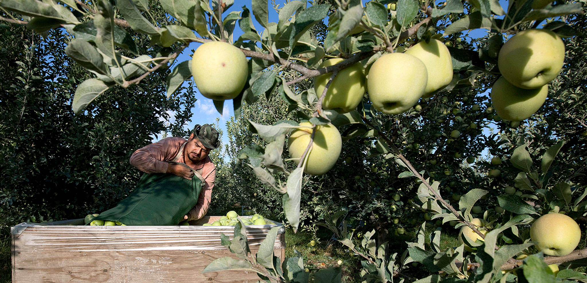 Sergio Garcia empties a bag of just-picked golden delicious apples into a bin at a Valicoff Fruit Company orchard near Wapato, Washington, in 2013. (Gordon King/Yakima Herald-Republic via AP, File)