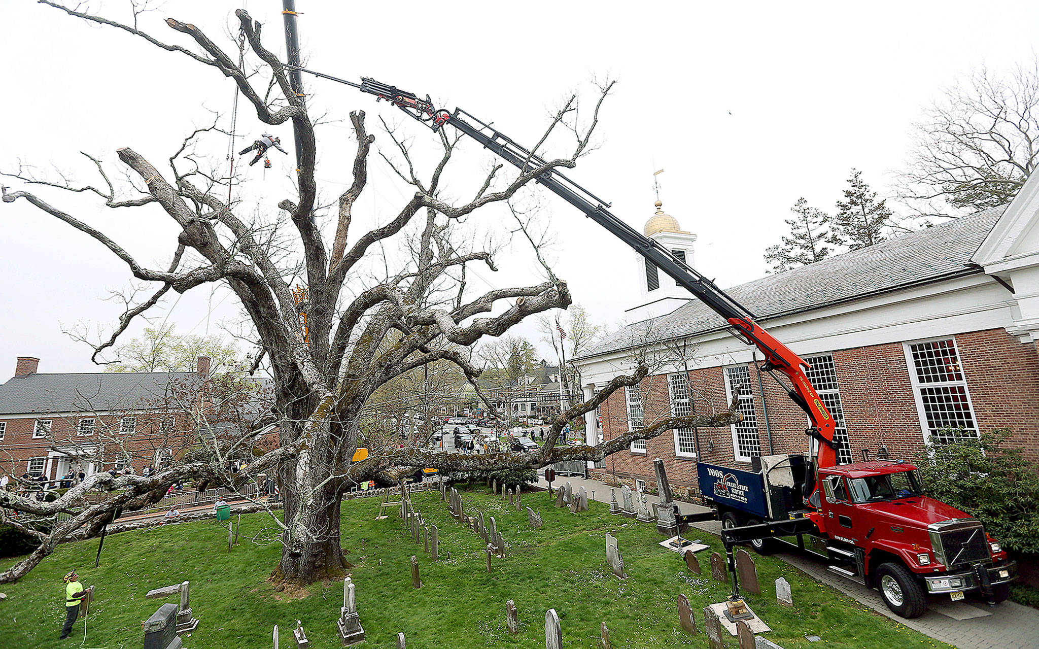 A contractor from Yoos Crane and Tree Service dangles above the ground using a chainsaw to cut limbs from a historic oak tree in Basking Ridge, New Jersey, on Monday. The white oak tree has watched over a New Jersey community and a church for hundreds of years. Crews at the Basking Ridge Presbyterian Church in Bernards began taking down the 600-year-old tree, which was declared dead. (Bob Karp /The Daily Record via AP