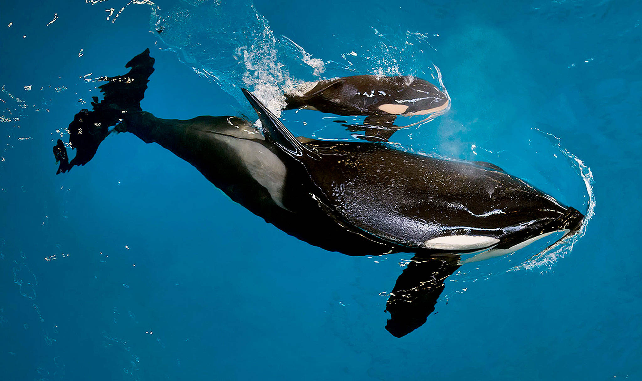 Orca Takara helps guide her newborn to the water’s surface at SeaWorld San Antonio on Wednesday. (Chris Gotshall/SeaWorld Parks & Entertainment via AP)