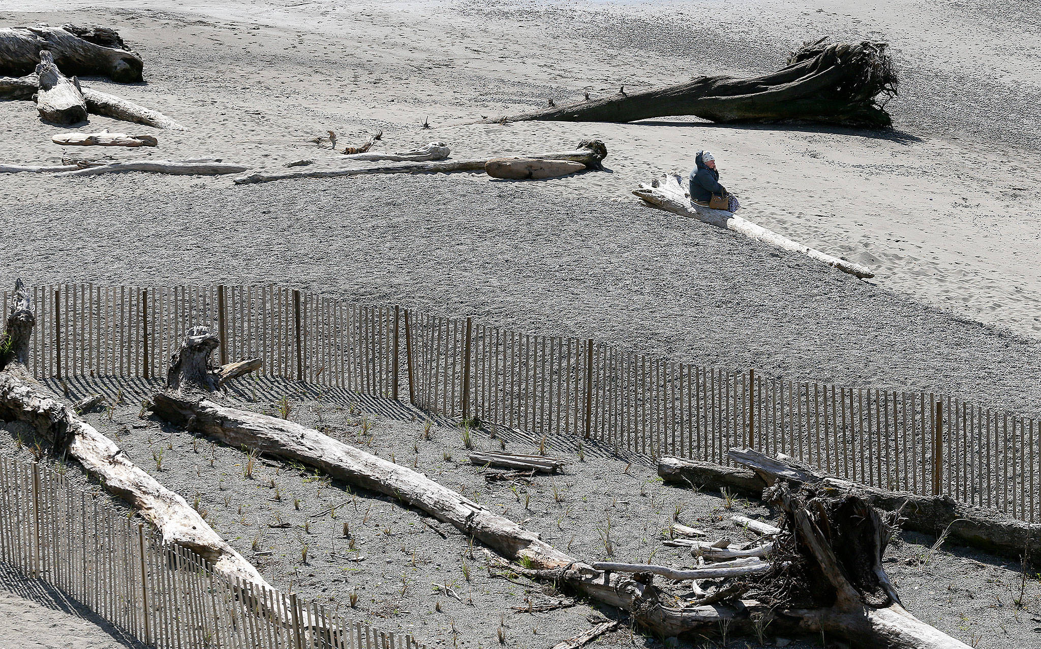 Dredged sand was poured on the beach last year in an attempt to re-create natural habitat. (Andy Bronson / The Herald)