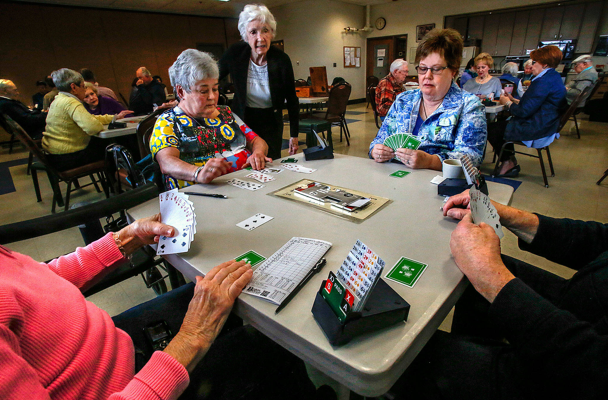 From left in pink sweater: Dolores Lemmon, 82, Mary Ewing, 76, Verna Baker, 89, Sue Rewak, 69, and Paul Ronken, 73, are just a few of the enthusiastic bridge club members who meet and play regularly at the Carl Gipson Senior Center in Everett. (Dan Bates / The Herald)