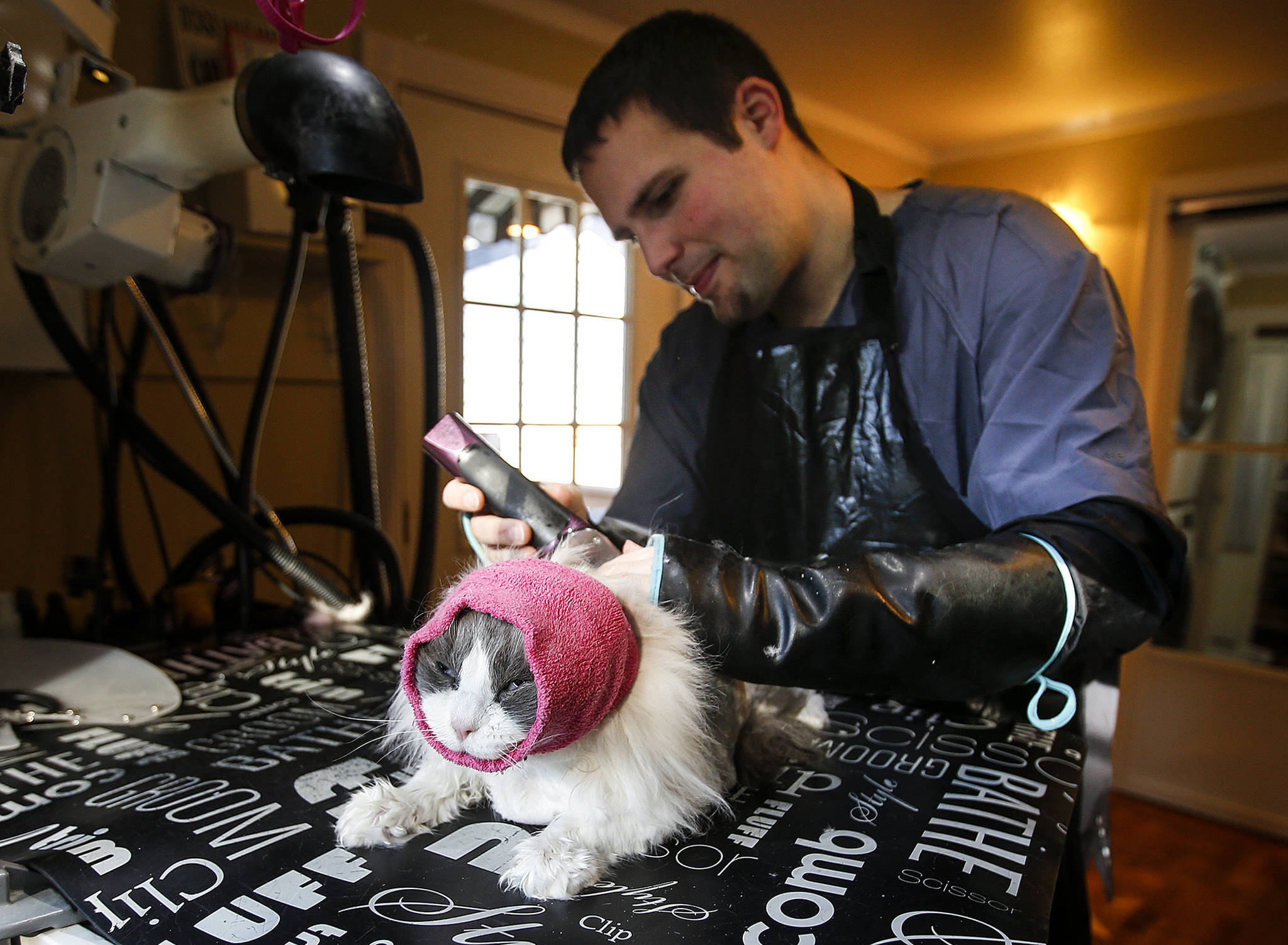 City Kitty owner John Schwartz trims Andy the cat at the salon, City Kitty, in the Firdale Village Shopping Plaza. He purchased the salon last December. (Ian Terry / The Herald)