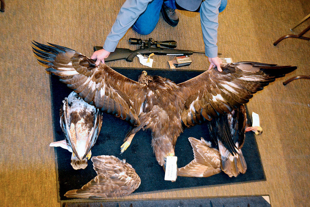 A Nevada game warden displays the carcasses and wings of two golden eagles and a hawk seized from an Arizona man accused of killing an eagle and illegally possessing raptor parts. (Joe Doucette/Nevada Department of Wildlife via AP, File)