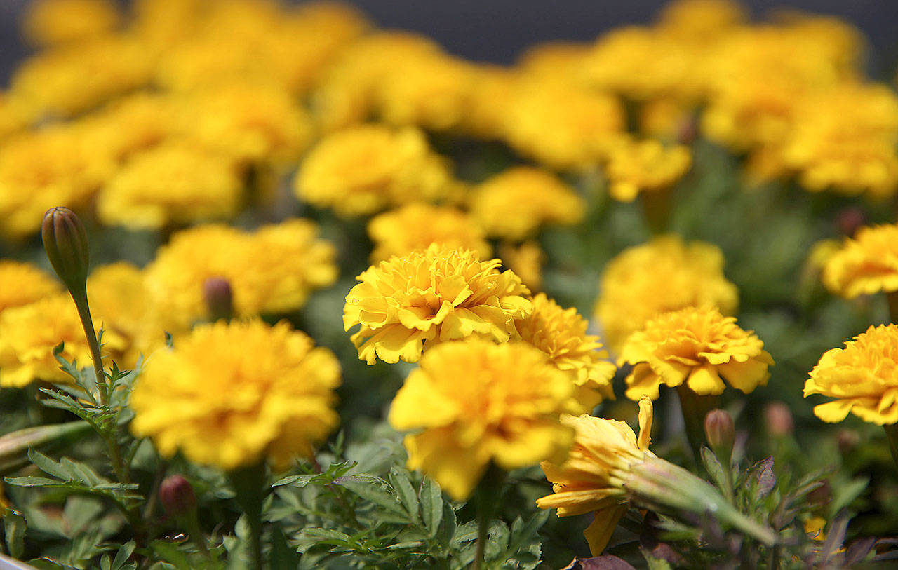 It’s time to make the most of annuals, like marigolds. (Just keep your Sluggo handy because slugs love marigolds.) (Abel Uribe / Chicago Tribune)