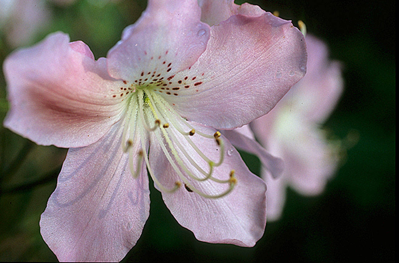 Royal azaleas have saucer-shaped pink blooms speckled with reddish brown on their upper petal. (Richie Steffen photo)