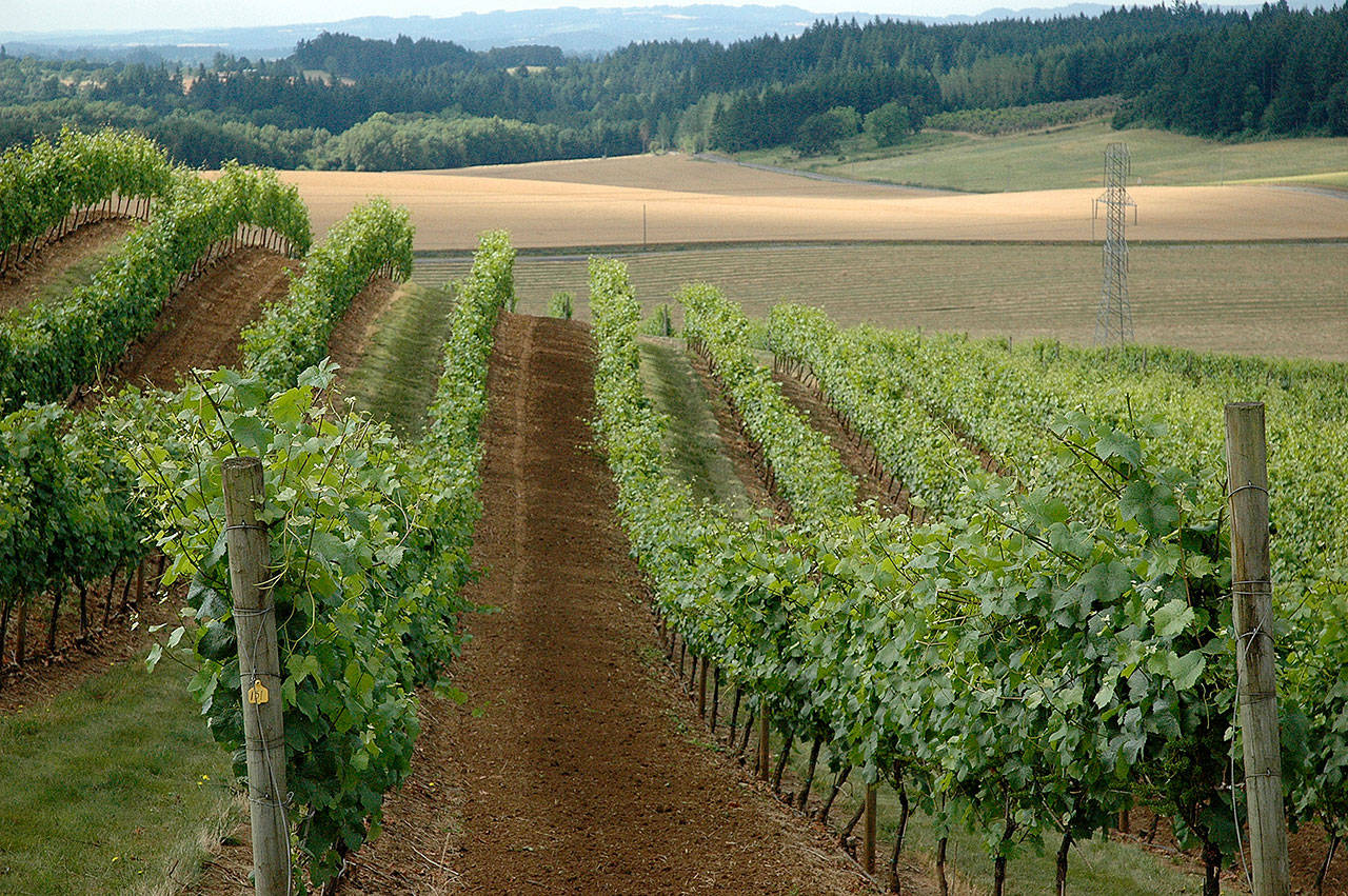 Rolling vineyards of pinot noir grapes cover much of the northern Willamette Valley, the heart of Oregon wine country. (Andy Perdue/Great Northwest Wine)