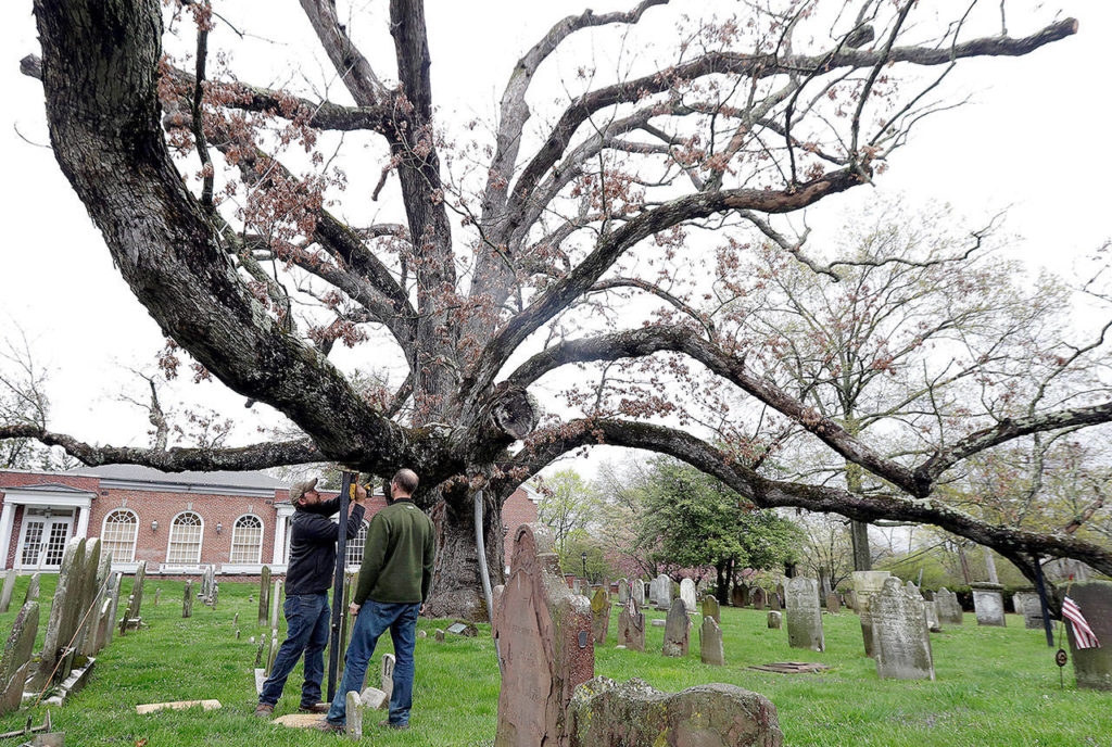 Keith Keiling (right) and his brother Bobby Keiling set a support beam to hold a limb of a 600-year-old white oak tree on the grounds of Basking Ridge Presbyterian Church in Bernards, New Jersey, on Friday. The tree is believed to be among the oldest in the nation but was declared dead last summer. (AP Photo/Julio Cortez) 
