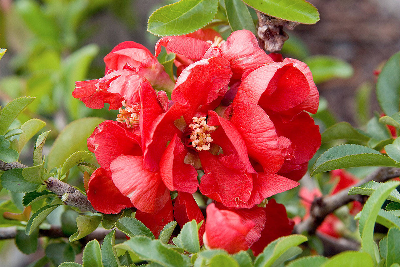 Chaenomeles japonica “Texas Scarlet” is one of the first shrubs to bloom in the spring. (Richard Shiell for Monrovia)