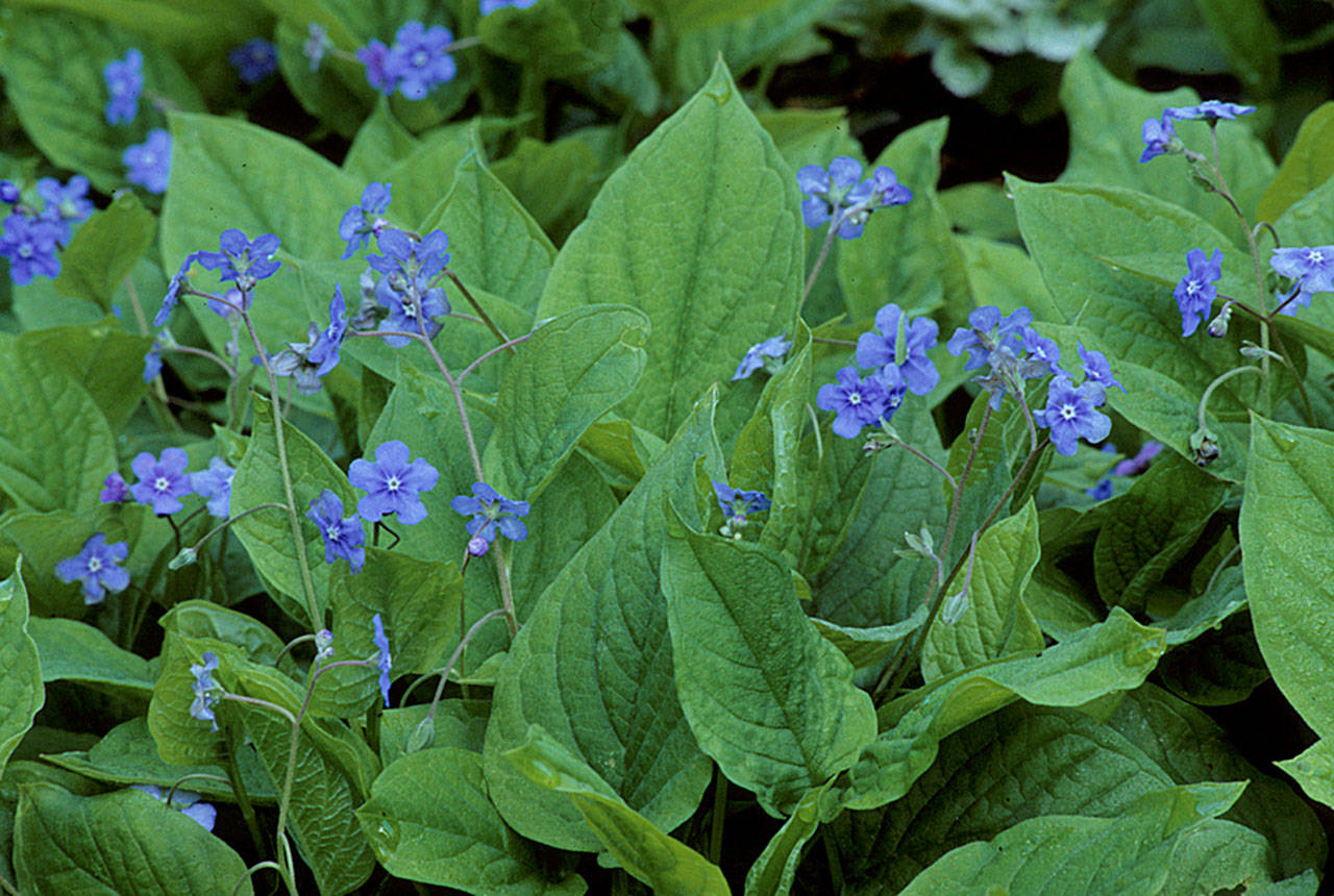 Creeping forget-me-not makes a great groundcover under rhododendrons and other shallow-rooted shrubs and trees. (Richie Steffen photo)