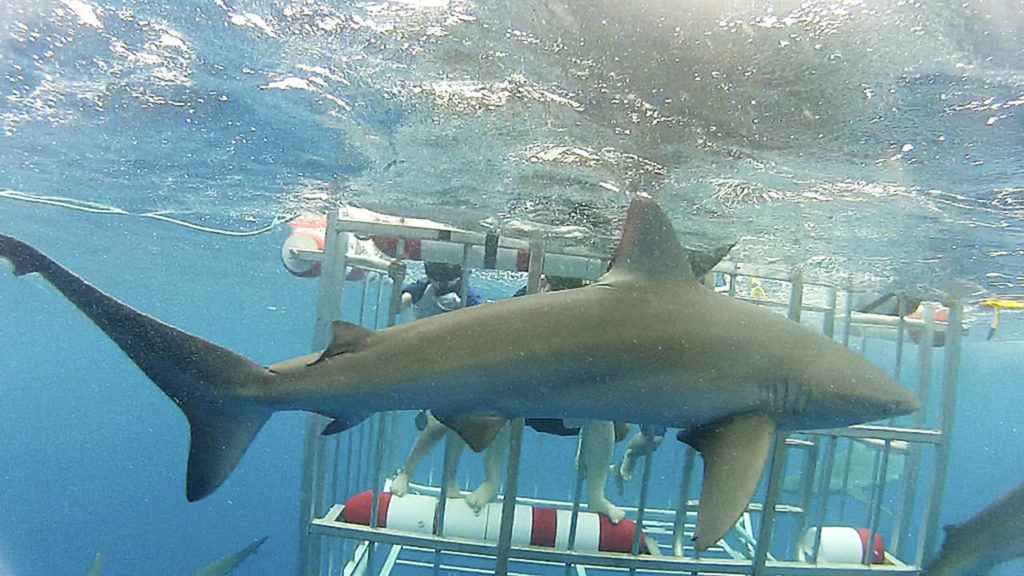 On a family vacation in Hawaii last summer, J.T. Fisher and his dad were among a group of people who were lowered into a shark cage to get a close-up look at sharks. This Galapagos shark was one of about a dozen that they saw. (Fisher family photo)
