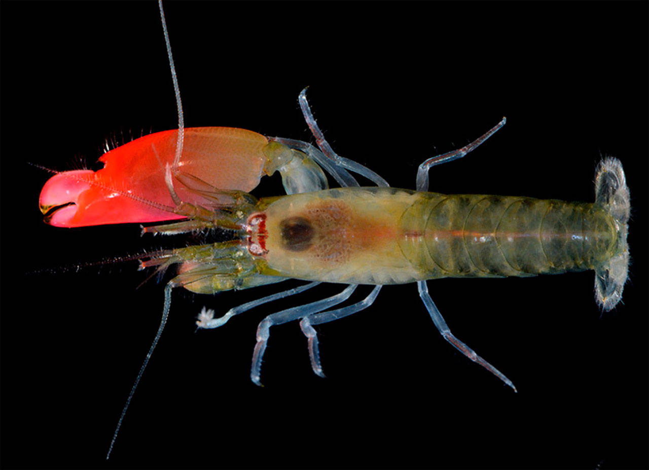 This undated image provided by Universidade Federal de Goias shows a Synalpheus pinkfloydi, a newly discovered species of shrimp named for Pink Floyd. The shrimp uses a bright pink claw to create a sound loud enough to kill small fish. (Arthur Anker / Universidade Federal de Goias via AP)