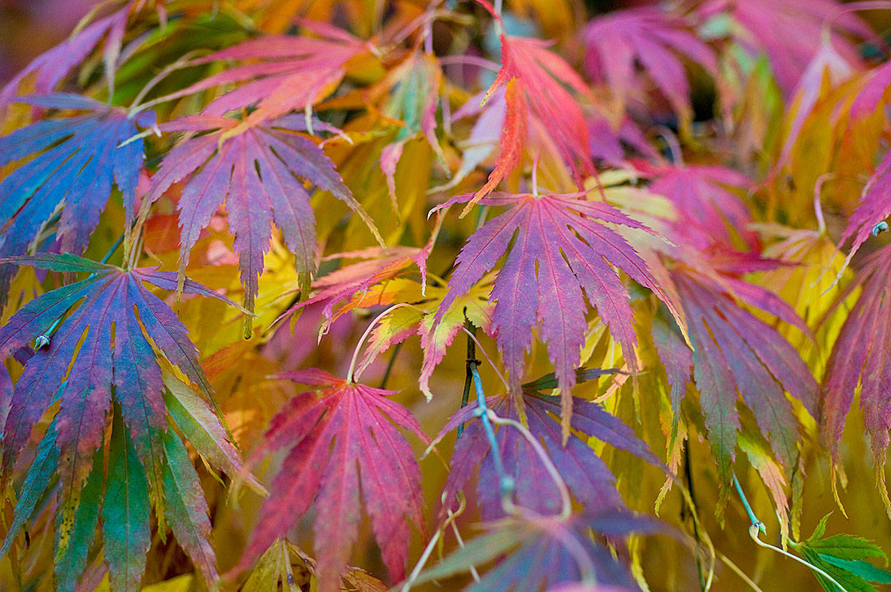 The leaves of the Omurayama Japanese maple are tinted orange in the spring. (Monrovia photo)