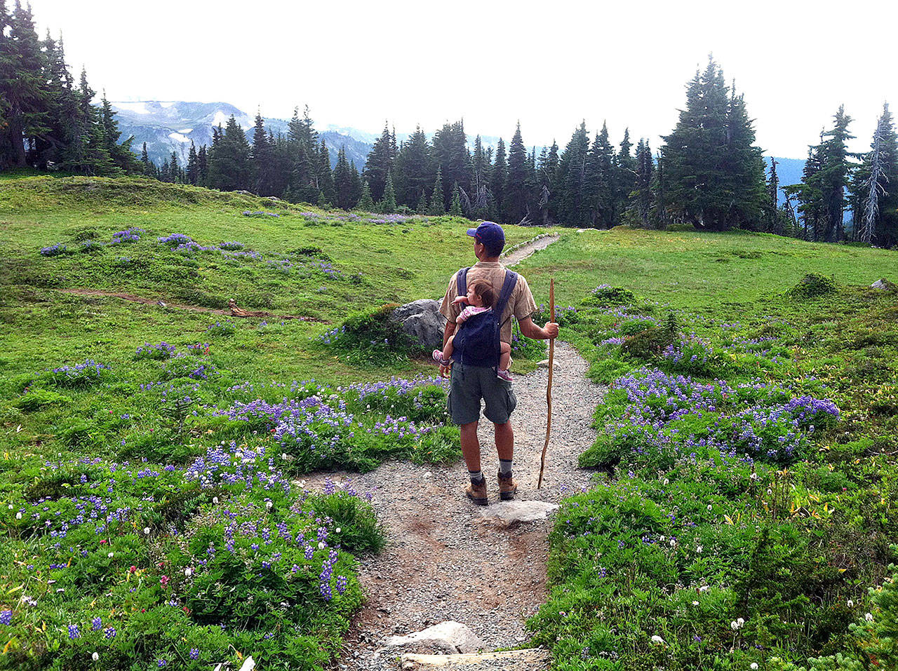 Jerry Weatherhogg, of Everett, hikes through Spray Park near Mount Rainier with his daughter Hazel on his back in September 2011. With spring training, you too can conquer hiking trails like this come summertime. (Jessi Loerch / Herald file)