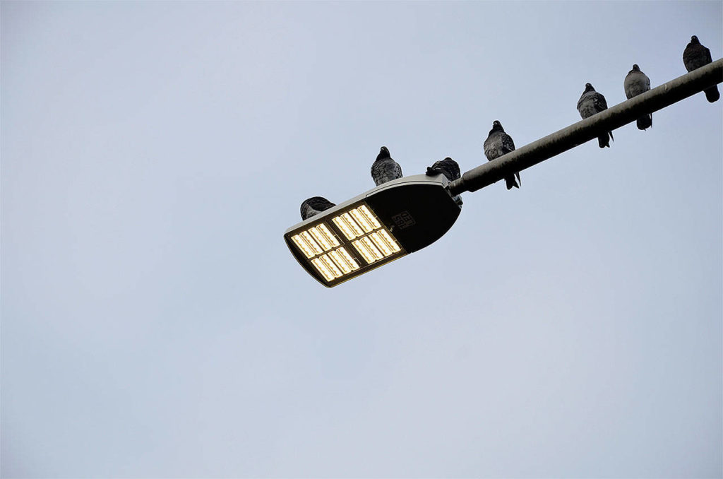New LED luminaires offer whiter light for drivers and lower utility bills for the state. But the pigeons don’t seem to notice any difference. This luminaire, installed in 2013 near Olympia, is similar to new lights recently installed along Snohomish County highways. (WSDOT photo)
