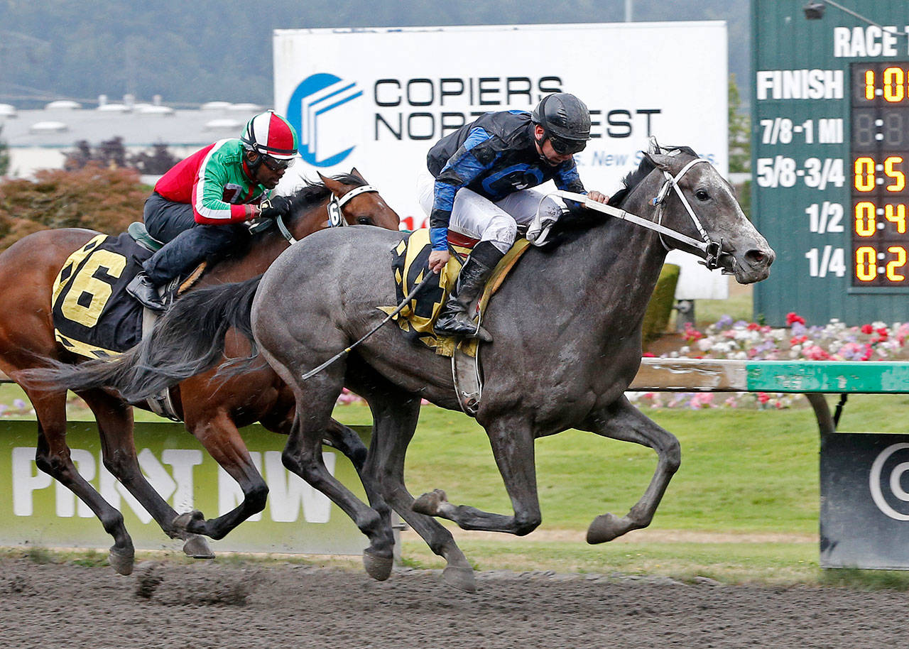 Blazinbeauty prevails in the 2016 Barbara Shinpoch Stakes at Emerald Downs. She’s expected to be among the top fillies at the track this year. (Photo courtesy of Emerald Downs)