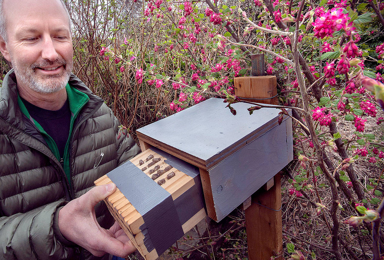 Wally Croshaw inserts a homemade mason bee house into an enclosure to protect the bees from the weather in Tacoma. (Lui Kit Wong/Tacoma News Tribune)