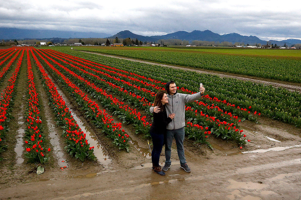 Hailey Schur, of Seattle, and Tyler Horton, of Bend, Oregon, take a photo in front of Roozengaarde’s tulip fields as part of the Skagit Valley Tulip Festival near La Conner last year. “Last time I was here I was about as tall as the tulips,” Schur said. (Ian Terry / Herald file)