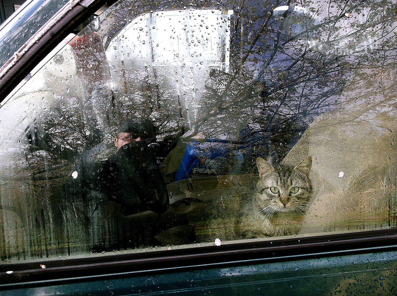 One of the cats looks out from the car. (Warrenton Police Department)
