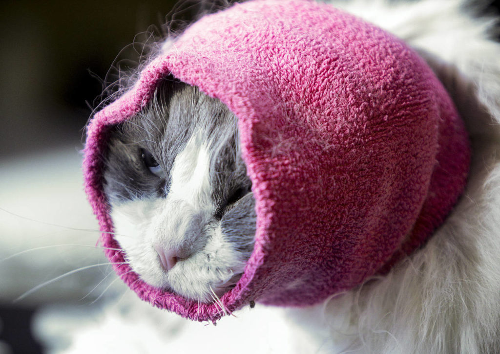 A cat named Andy wears a head covering to help keep him calm during a grooming at City Kitty in Edmonds. (Ian Terry / The Herald)
