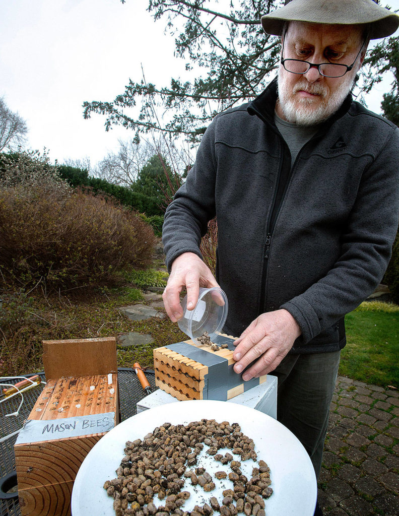 Robert Girvin places mason bees into a bee house at his Tacoma home. (Lui Kit Wong/Tacoma News Tribune)
