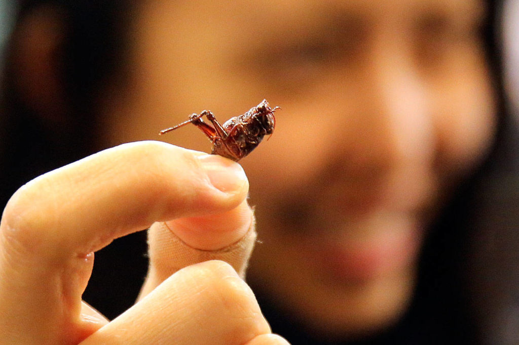 Toasted grasshoppers are a new treat available at Safeco Field during Mariners games. (Kevin Clark / The Herald)
