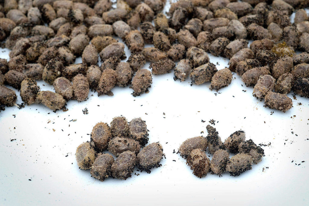 Female mason bee cocoons (left) and male cocoons (right) show the female cocoon is about 50 percent bigger than the male cocoon. (Lui Kit Wong/Tacoma News Tribune)
