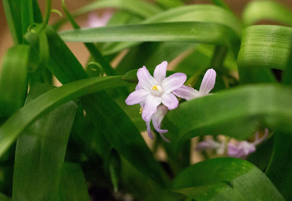 A Pink Giant blooms during a plant sale at the Center for Urban Horticulture on Sunday, April 9, 2017 in Seattle, Wa. (Andy Bronson / The Herald)
