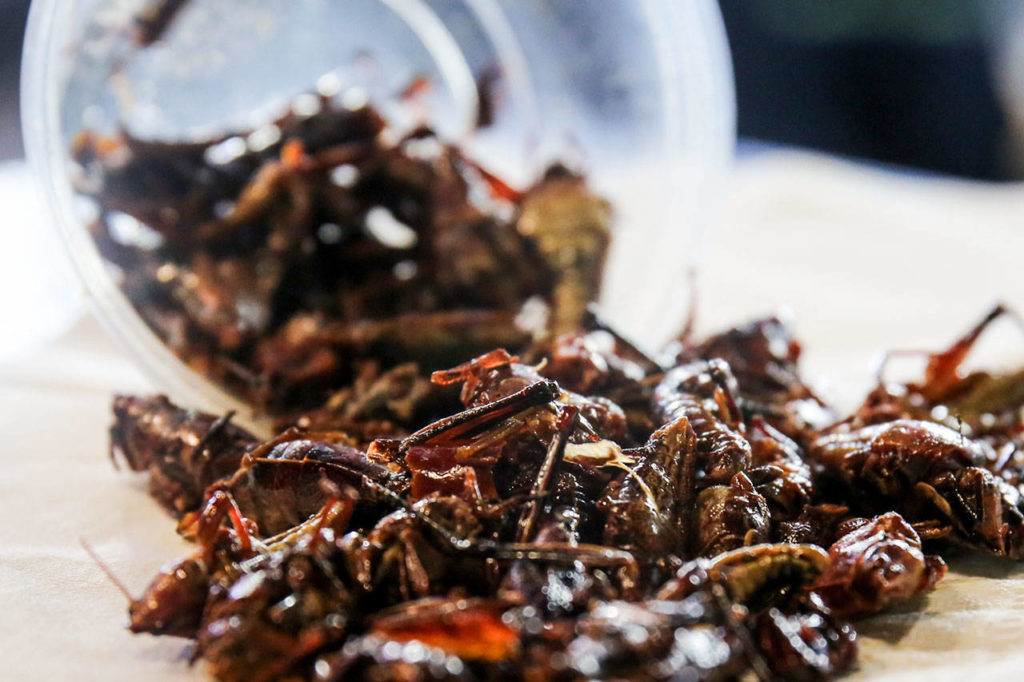 One 4 oz. cup holds 20-25 grasshoppers and sells for $4 at the Poquitos stands at Safeco Field. (Kevin Clark / The Herald)
