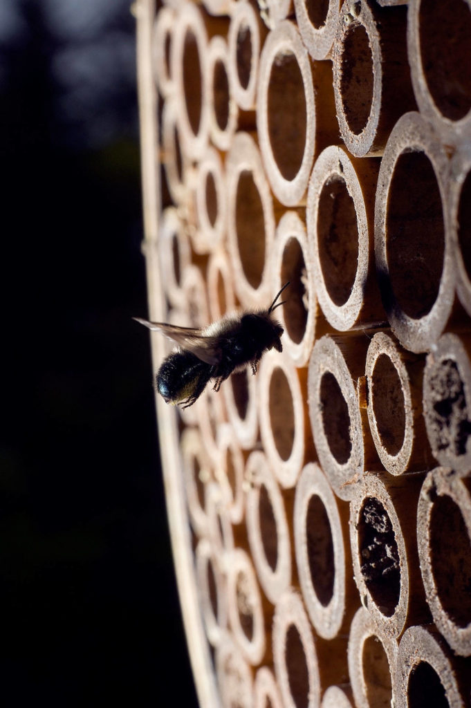A mason bee enters a bamboo tube in preparation for making its nest. (Thinkstock)
